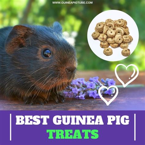 Best Guinea Pig Treats: A Helpful Guide - Guinea Pig Tube