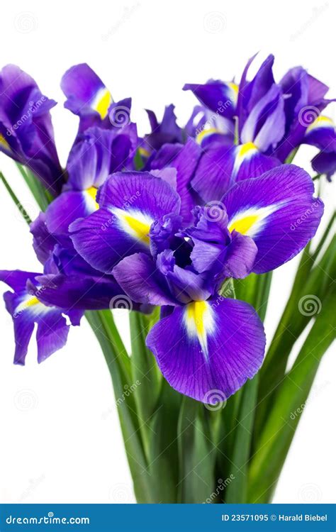 Dark purple iris flowers stock image. Image of stark - 23571095