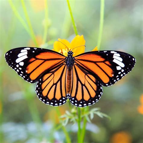 Orange and Black Butterfly: Spiritual Meaning - Awakening State