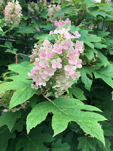 Oak leaf hydrangea | Oakleaf hydrangea, Plants, Hydrangea