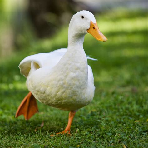 Why Do Ducks Have Orange Feet? - 24 Hours Culture
