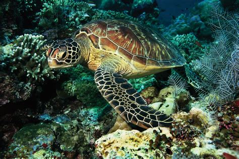 Turtle's Reproduction Facts: A Must-Read | Reptiles' Cove