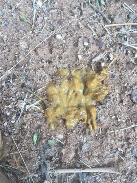 Image result for Sick Chicken Poop