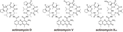 Actinomycin V Inhibits Migration and Invasion via Suppressing Snail ...