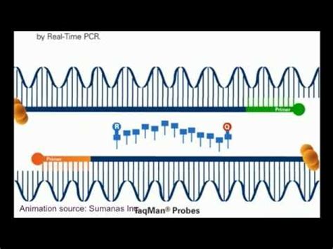 QPCR Technique Animation Tutorial Video Lecture - Crash Course for CSIR ...