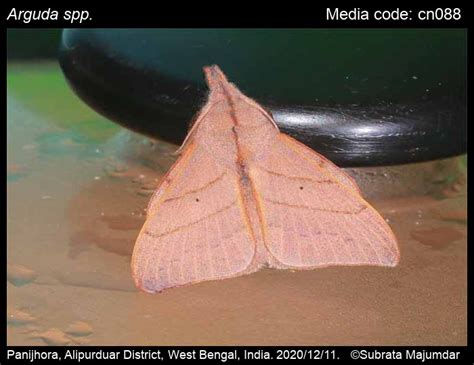 Arguda spp. Moore, 1879 - | Moths