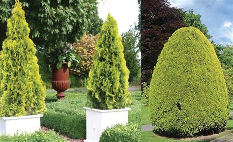 UNIQUE TREES - Outdoor Luxury