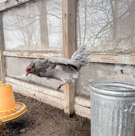 The Livestock – Headrick Homestead