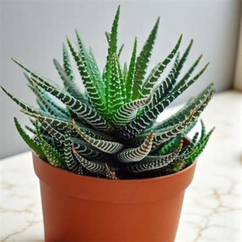 Haworthia Zebra (Bare Rooted) – Plant Store®