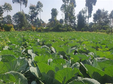 Image result for Crop Rotation