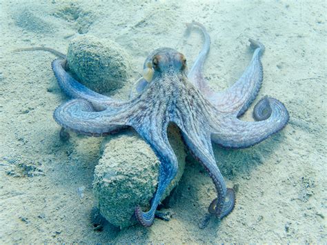 Octopus Vulgaris Habitat