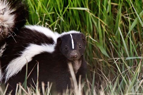 How Long Do Skunks Live (And How Early Can They Spray)? - A-Z Animals