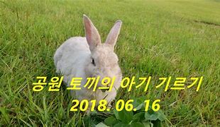 Image result for Mother Rabbit Cartoon