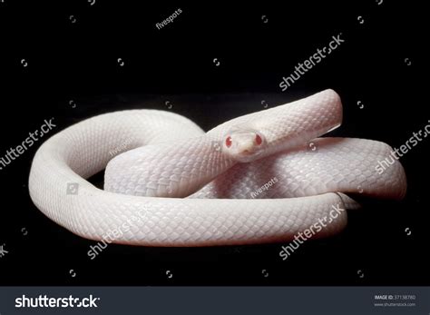 Blizzard Corn Snake