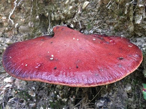 Le champignon Langue de boeuf [Fistulina Hepatica]