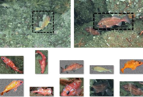 fish image dataset