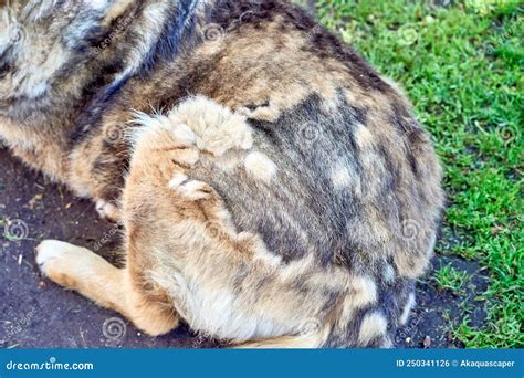 Why Is My Dog Not Moulting at Meghan Herbert blog