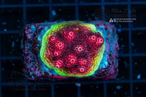 Acropora millepora Red (Filter)-SPS1_251128_187