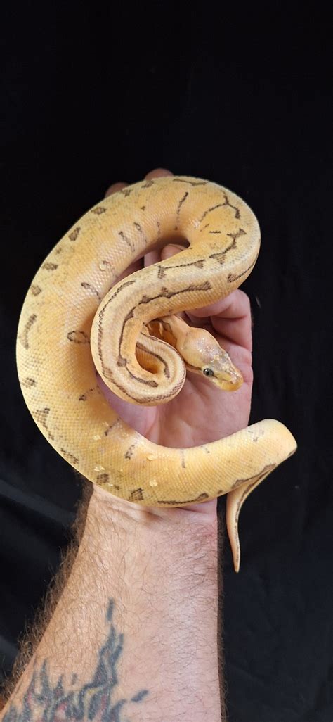 Image result for Enchi Ghost Ball Python