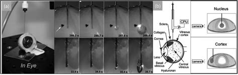 Mechanically Induced Cavitation in Biological Systems