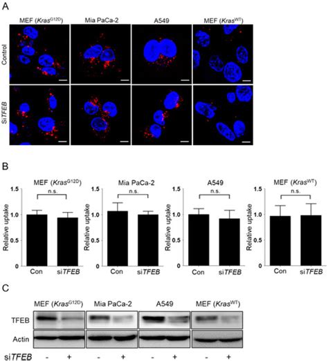 Transcription Factor Eb Is Required for Macropinocytosis-Mediated ...