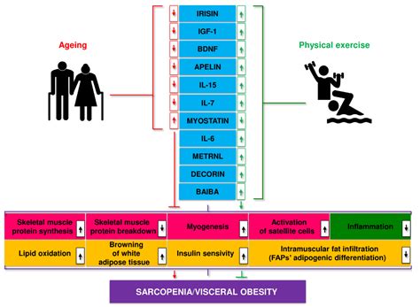 Multifactorial Mechanism of Sarcopenia and Sarcopenic Obesity. Role of ...