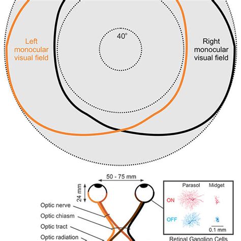 Human Visual System Binocular 的图像结果