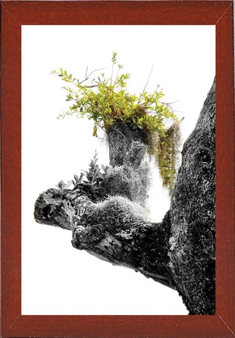 Frame USA Limb with Moss and Flowers-HARTRE75634 Print 24"x16" by ...