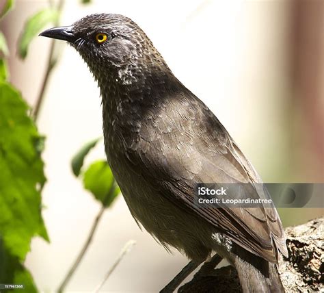 Black Cuckoo Stock Photo - Download Image Now - Animal, Animal Wildlife ...