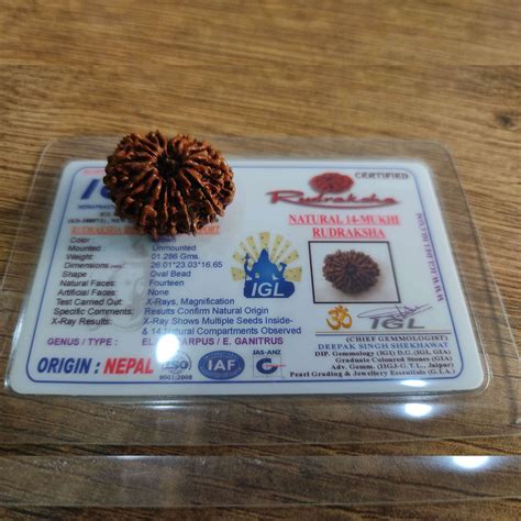 14 Mukhi Certified Rudraksha (Nepal) – Kalyanastrogems