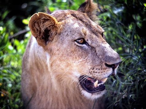 Burmese Python vs Alligator 的图像结果
