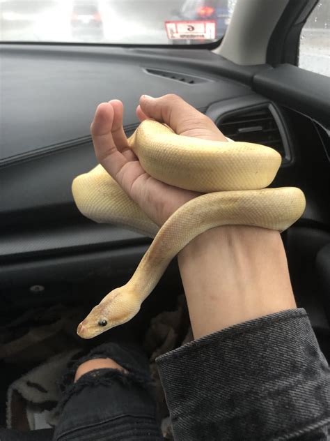 Image result for Beautiful Ball Python