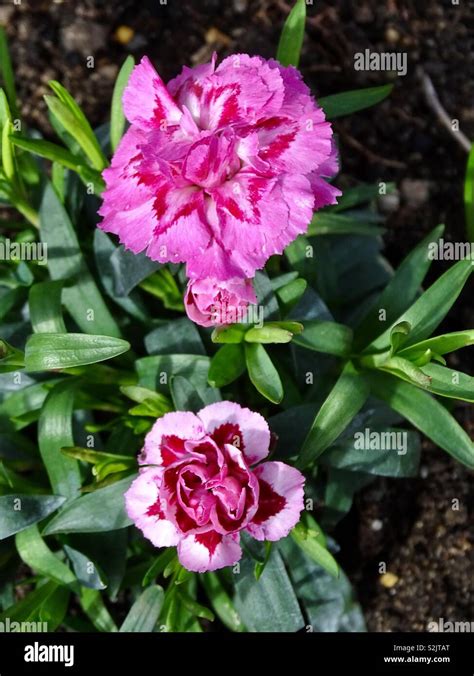 Springtime Flowers 的图像结果