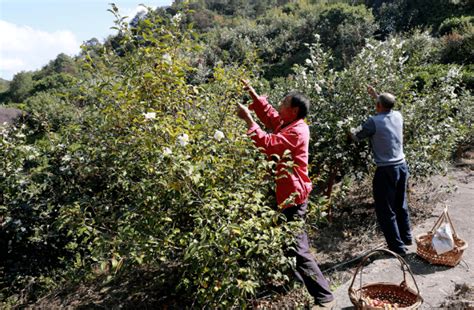 贵州天柱万亩油茶树下的生态鸡串起乡村致富产业链-贵阳网