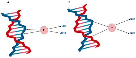 Can Cisplatin Therapy Be Improved? Pathways That Can Be Targeted