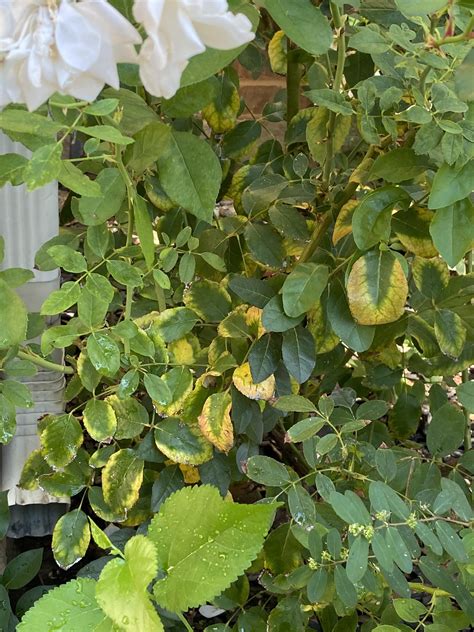 Rose Bush - yellowing leaves : r/plantclinic