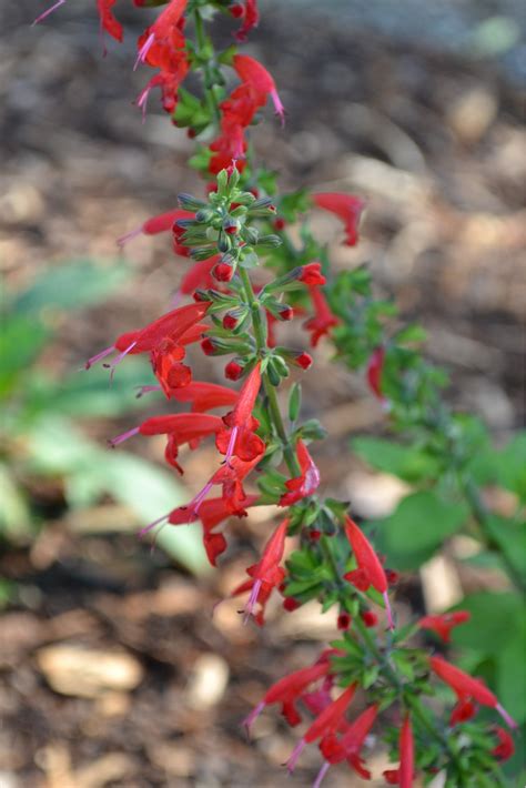 Plants Hummingbirds Love | Hidden Hills Garden