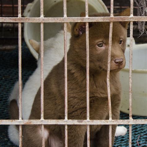 Where Do They Get The Dogs For Yulin Festival