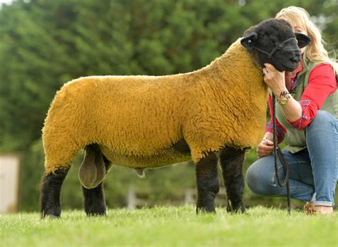 National Suffolk Show and Sale - Shrewsbury 2019 - Suffolk Sheep Society