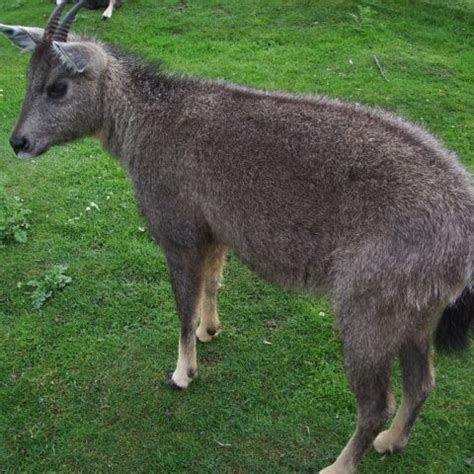 Pygmy Hog - The National Parks of India