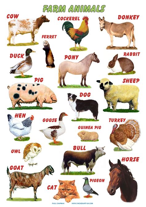 Farm Animals Pictures