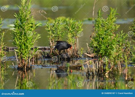 Breeding Pair of Adult Common Gallinules Moorhens Mating Stock Image - Image of natural, water ...