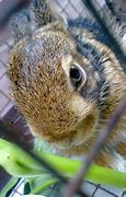 Image result for Baby Rabbit Calls