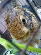 Image result for Picerte of a Baby Rabbit