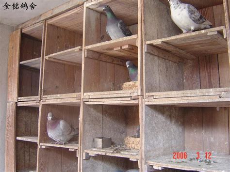 鸽舍建造--中国信鸽信息网相册