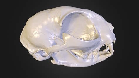 Persian Cat Skull Vs Regular Cat at Ruby Lay blog