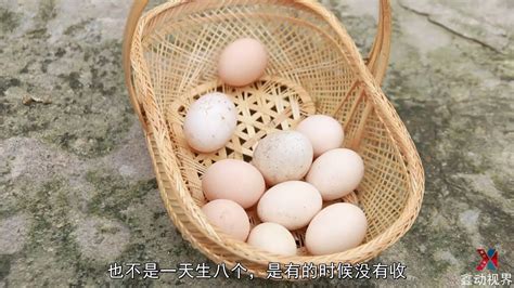 农村小伙每天提个竹篮子出去都能捡到这么多鸡蛋和鸭蛋