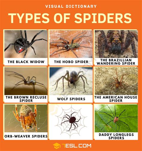 Arachnids Facts