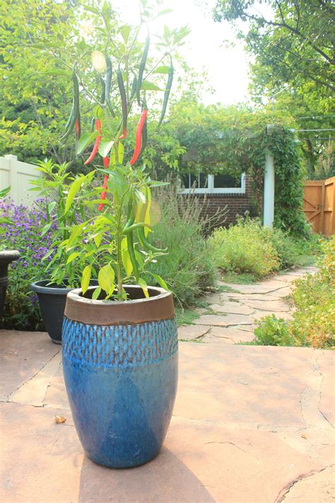 Pepperoncini Pepper Plant