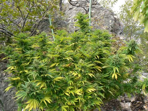 Galerie des Variétés: Blueberry Haze (Clone Only Strains) PIC #7804 by ...